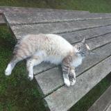 Picture of cat lost at Aniche