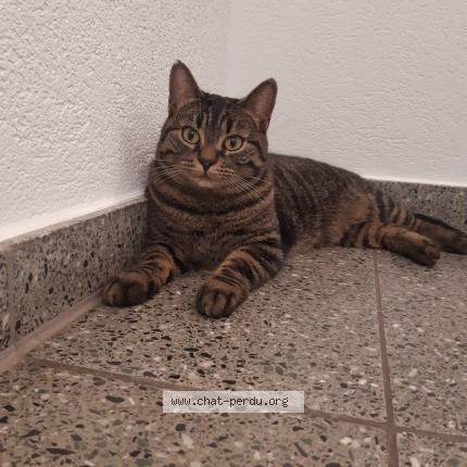 Foto 1/1 Wiedergefundene Katze Verloren in Payerne