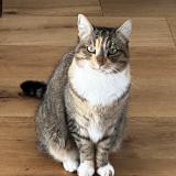 Picture of cat lost at Bergerac