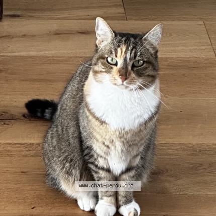 Photo 1/1 Kitty Chat lost in Bergerac