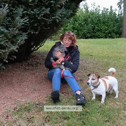 Foto 1/1 Kat teruggevonden Gevonden in Horrues