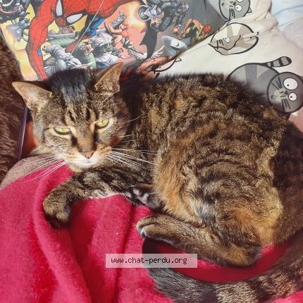 Photo 1/1 Cat reunited Lost in Senneville sur fecamp