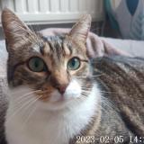 Picture of cat lost at Pompignan