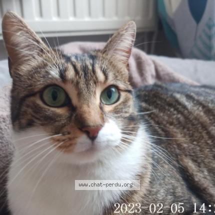 Photo 1/1 Nina Chat lost in Pompignan