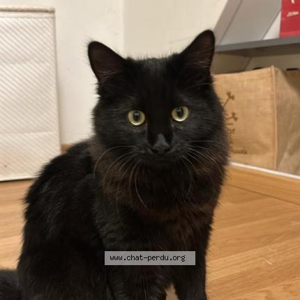 Foto einer verlorenen Katze in Chavornay