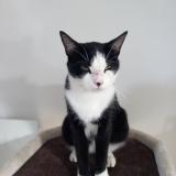 Picture of cat lost at Erquy