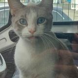 Picture of cat lost at Toulouse