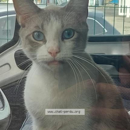 Photo 1/1 Fenek Chat lost in Toulouse