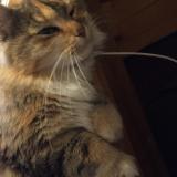 Picture of cat found at Strasbourg