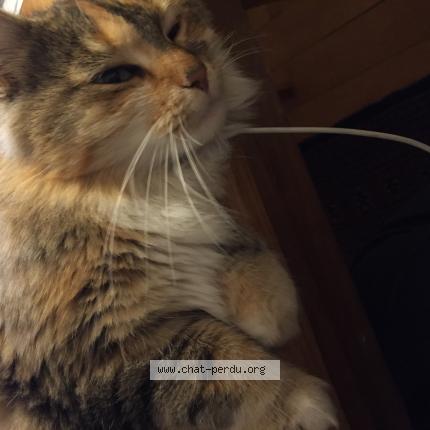 Photo 1/1 Cat reunited Found in Strasbourg