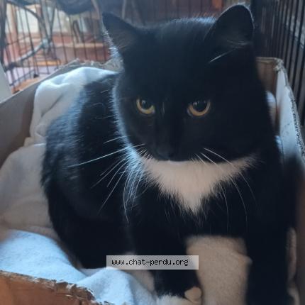 Photo 1/1 Found cat Found in Remilly