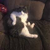 Lost cat hot sale scarborough