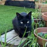 Picture of cat lost at Conflans Saint Honorine