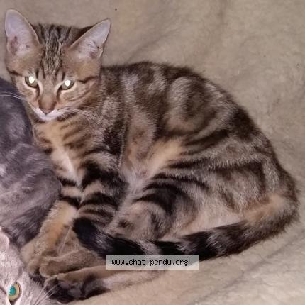 Photo 1/1 KIKI Chat lost in Bining