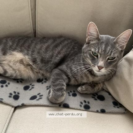 Foto van vermiste kat in Berchem Sainte Agathe