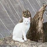 Picture of cat lost at Eyres Moncube