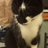 Picture of cat lost at Coulonges Sur Sarthe