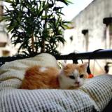 Picture of cat lost at Talence