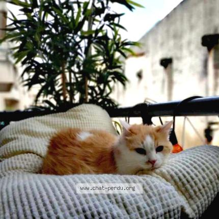 Photo 1/1 SCRITCH Chat lost in Talence