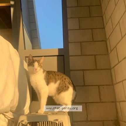 Foto einer verlorenen Katze in Lausanne