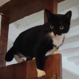 Picture of cat lost at Montigny Le Bretonneux