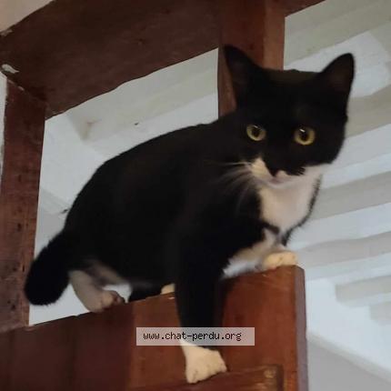 Photo 1/1 Mona Chat lost in Montigny le bretonneux