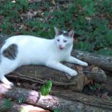 Picture of cat lost at Douvaine