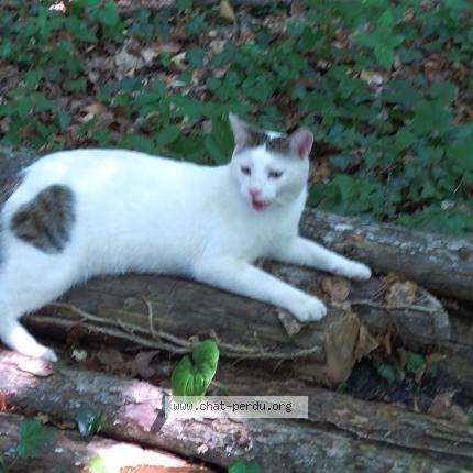 Photo 1/1 Pero Chat lost in Douvaine