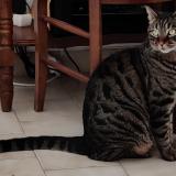 Picture of cat lost at Castelnau Le Lez