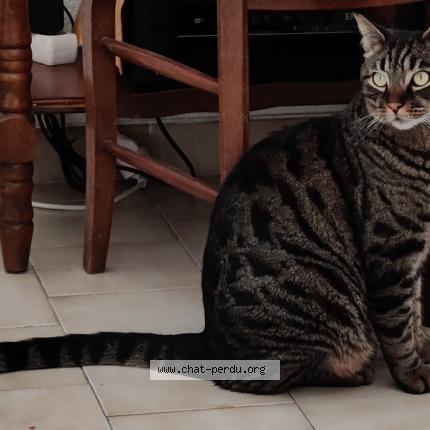 Photo 1/1 Titus Chat lost in Castelnau le lez