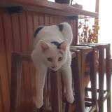 Picture of cat lost at Sainte Genevieve Des Bois