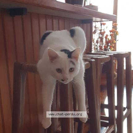 Photo 1/1 Myla Chat lost in Sainte genevieve des bois