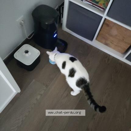 Foto 1/1 Kat teruggevonden Vermist in Woluwe Saint Lambert