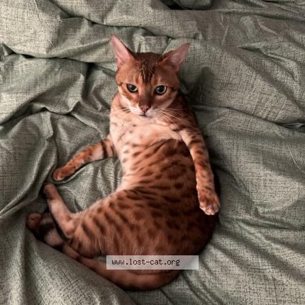 Photo 1/1 Reunited cat Lost in Rhinelander