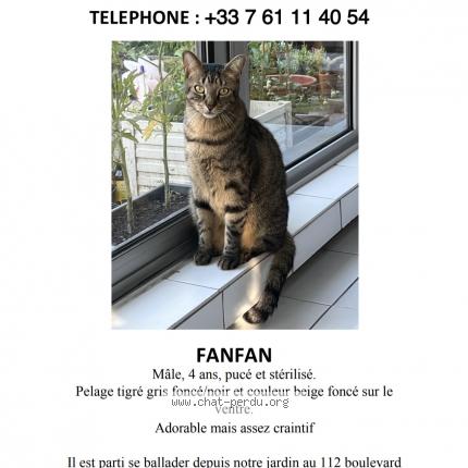 Foto 1/1 Kat teruggevonden Vermist in Ixelles