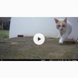 Picture of cat found at Caudan