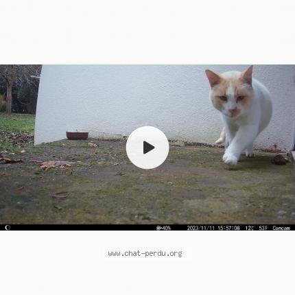 Photo 1/1 Found cat Found in Caudan