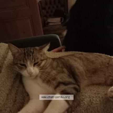 Foto einer verlorenen Katze in Courtemaiche