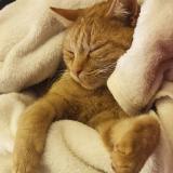 Picture of cat lost at Vinzelles Villefranche Limas