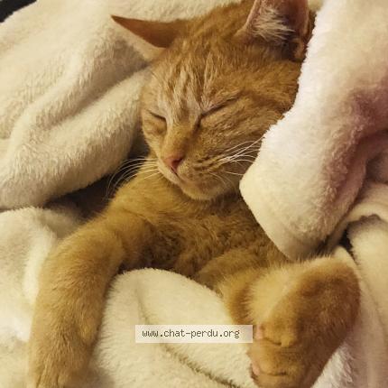 Photo 1/1 Felix Chat lost in Vinzelles villefranche limas