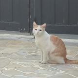 Picture of cat lost at Cachan