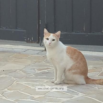 Photo 1/1 Cat reunited Lost in Cachan