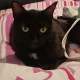 Picture of cat lost at Saint Bres