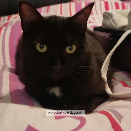 Photo 1/1 Alba Chat lost in Saint bres