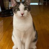 Picture of cat lost at Saint Leonard