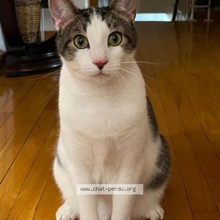 Photo 1/1 Reunited cat Lost in Saint Leonard
