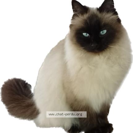 Foto 1/1 Kat teruggevonden Vermist in Watermael Boitsfort