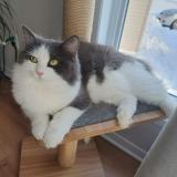 Picture of cat lost at Saint Jean Sur Richelieu