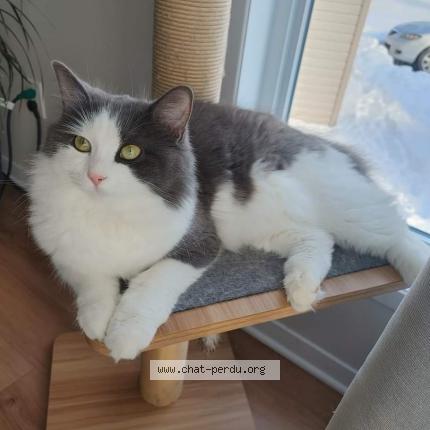 Photo 1/1 Reunited cat Lost in Saint Jean Sur Richelieu