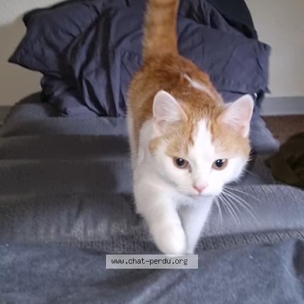 Foto van gevonden kat in Anderlecht